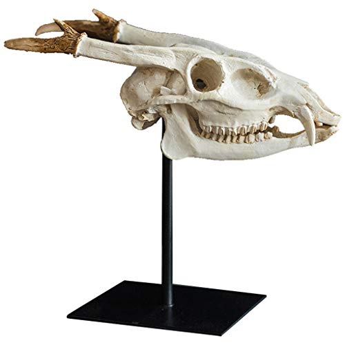 Décoration de maison squelette de dinosaure réaliste pour étagère salon