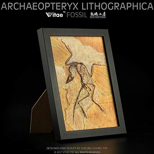 Archaeopteryx Fossil Dinosaur Animal Model Collector Home Decor