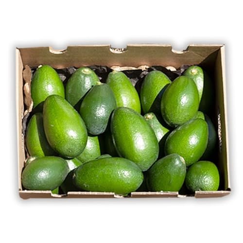 Aguacate Bacon (Variedad piel lisa) - caja 9kg - cultivo nacional y sostenible en Castellón, Recién recolectados, cremosos y con sabor, directos del agricultor a tu casa