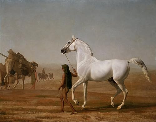 Toile le Wellesley Grey Arabian Agasse pour grand salon style équestre élégant