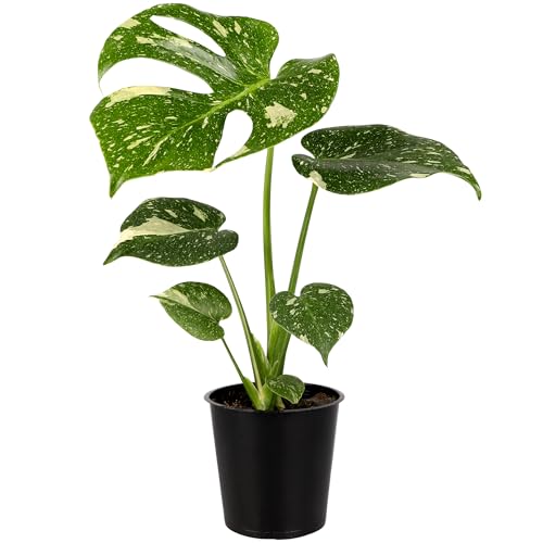 Wild Interiors Thai Constellation Green and Cream Monstera Live Plants in 5 Grower Pot