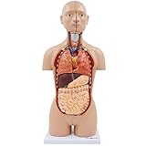 LBYLYH 16 Partes de Medio Cuerpo torores, Modelos torsoanatómicos - Modelos anatómicos avanzados, para Modelo médico - 45 cm