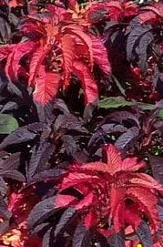200 Amaranthus Molten FIRE Amaranthus Gangeticus Flower Seeds