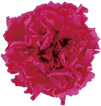 Verdisimo Mini Carnation, Fresh Green, 12 Wheels, Preserved Flowers