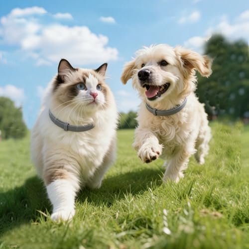 Zeckenhalsband für Hunde und Katzen,Flohhalsband Wasserdicht und Verstellbar,100% Natürliche Inhaltsstoffe,Bis zu 8 Monate Schutz Gegen Zecken und Flöhe Natürlichen Inhaltsstoffen