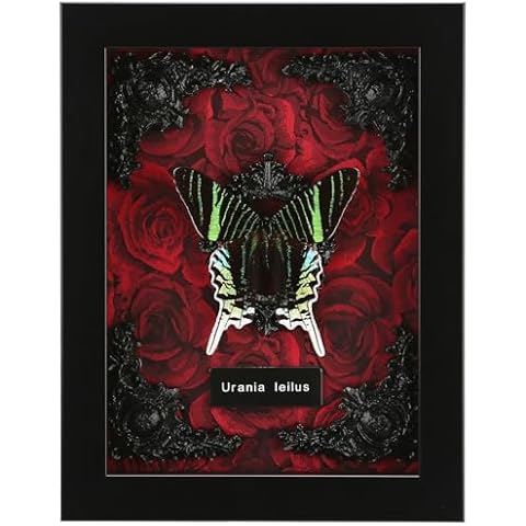 Real Butterfly Framed Butterfly Taxidermy - Butterfly Shadow Box, Taxidermy Animals for Oddities and Curiosities Gifts (O_Green Banded Urania Red Background #1) Cover