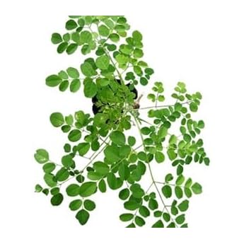 Small Bag Moringa Seeds Moringa Cultivation Seeds Moringa Futaba Seedlings