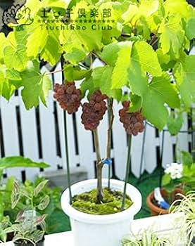 taka様！現品、ブドウの苗木※紅伊豆、デラウェア、安芸クイーンのセット！ taka様！現品、ブドウの苗木※紅伊豆、デラウェア、安芸クイーンの