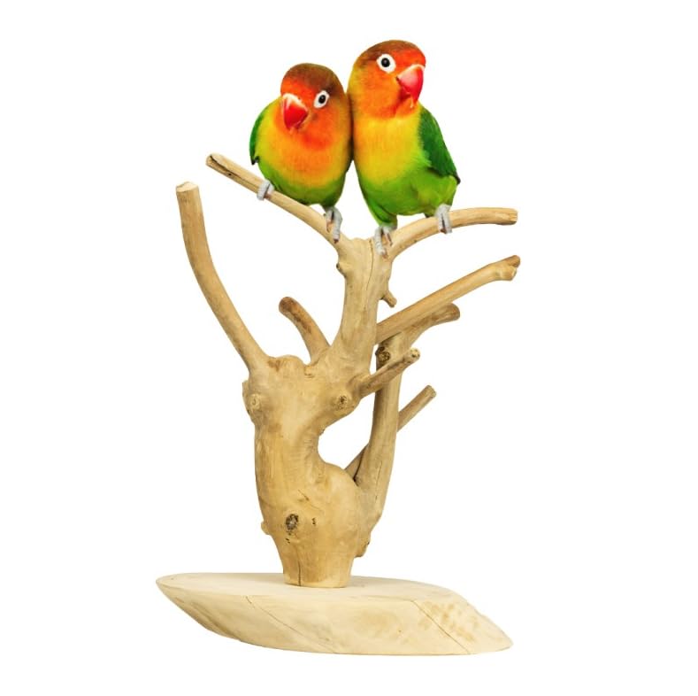 Arbol de Java AVA AVA Mini Tree, Coffeewood Base-XS