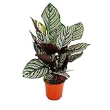Shadowplant with unusual leafpatterns - Calathea ornata - 14cm pot - 45-50cm tall