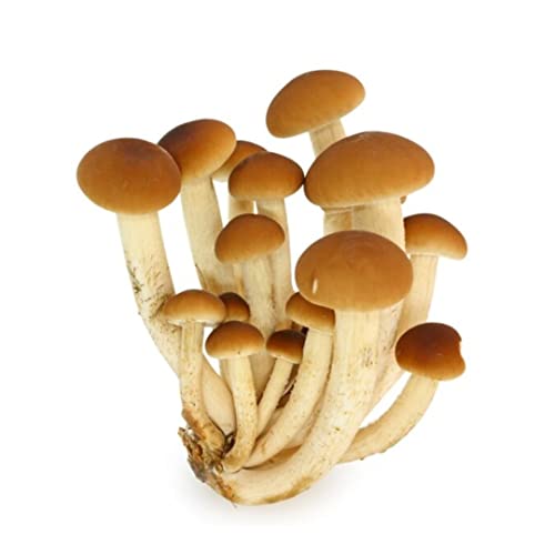 Hawlik Kit Coltivazione Funghi Pioppino Bio