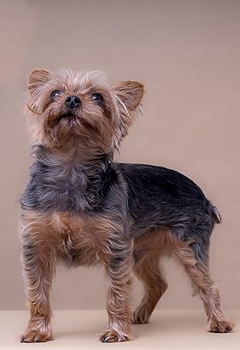 Image of Dr. Jeff Werber What Itch? Shampoo - Soothing and Soap Free Oatmeal Pet Shampoo for Itching, Flaking, and Irritation - Skin Care for Cats and Dogs of Different Breeds and Sizes - 16oz