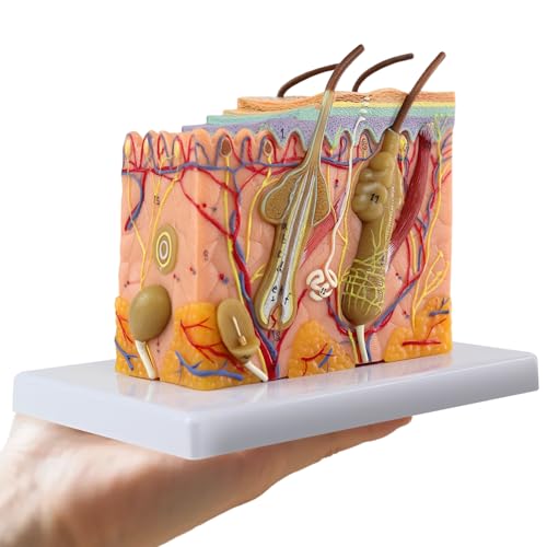 Image of 35X Magnified Skin Anatomy Model with Base - Perfect for Education & Medical Learning