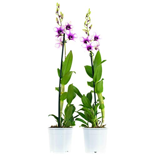 Choice of Green - Set of 2 Dendrobium Sa Polar Fire - Orchid - Live Indoor Plant in Growers Pot Diameter 11 cm - Height 55 cm - Quality from Holland - Fresh from The Grower