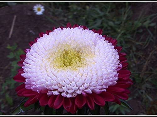 Nika Seeds - Flowers Aster Winter Cherry Annual - 100 Seeds #TOP7