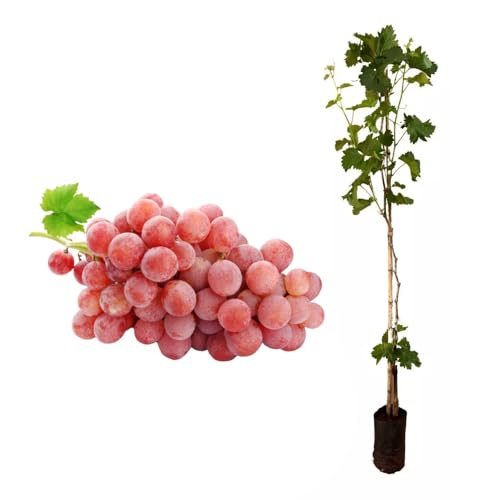 Genérico, Muda de Uva Rubi 50 a 80cm AMK - Plantas Online