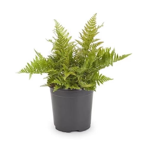 Helecho Hembra Natural Planta de Interior Ideal para Espacios Pequeños