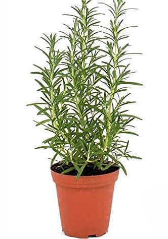 See full amazon price history chart for BHAJANLAL GREENERY Rosemary Plant with Black Nursery Pot (Pack of 1) BHAJANLAL GREENERY Rosemary Plant with Black Nursery Pot (Pack of 1) (B09PNPFQWZ) Amazon Price History, Amazon Price Tracker