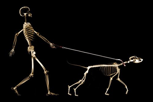 Laminated X ray of Dog on Leash Pulling Owner Bones Photo Photograph Dog Posters For Wall Funny Dog Wall Art Dog Wall Decor Animal Wall Poster Cute Animal Posters Poster Dry Erase Sign 36x24
