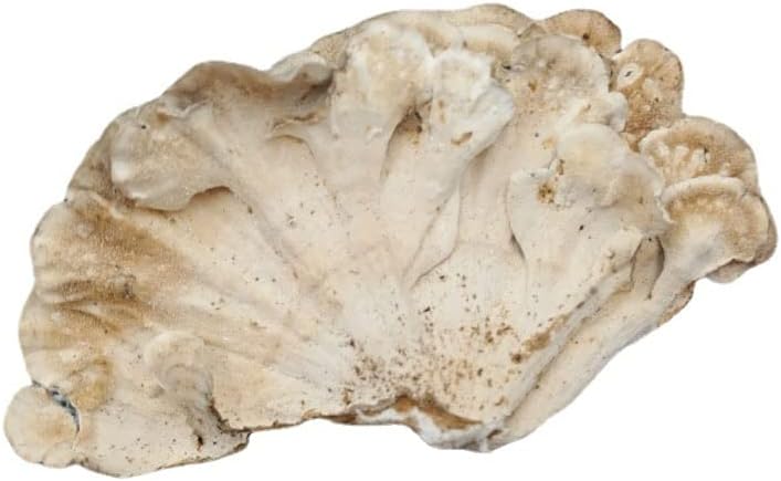 Miniatura 4 de Changbai Mountain Wild Trametes versicolorCORIOLUSTrametes 35.3 Oz.