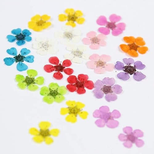 Accesorios de flores secas naturales para arte en uñas, 20 piezas miniatura 4
