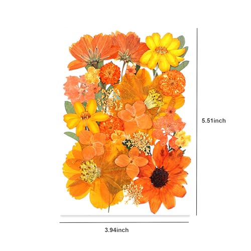 30 piezas de flores secas prensadas para manualidades miniatura 5