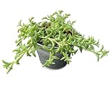 String of Dolphins with 4' Vintage Metal Pot, Live Succulent Plant Fully Rooted in Pots with Soil, Rare House Plant for Home Office Wedding Decoration DIY Projects Party