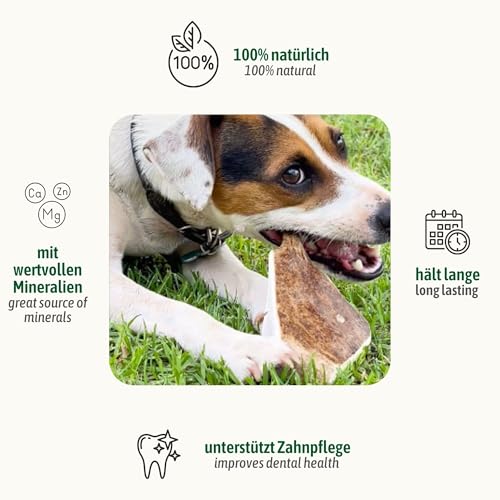 ChronoBalance® L Damwild Hirschgeweih für Hunde Kauspielzeug: 100% Hirschgeweih echt Hundespielzeug zur Zahnpflege, Hunde Kauartikel, Kausnack Hund mit Mineralstoffen & Nährstoffen, L (1er Set)