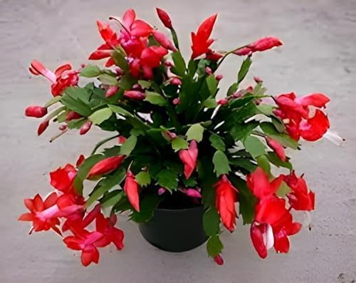 Christmas Cactus Red Zygocactus, Crab Cactus Live Plant Live Plant with 4" Plastic Pot || For outdoor plant-image-47