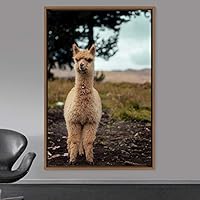 Framed Canvas Wall Art Llama Animals Camels Expressive Farmhouse/Country Living Room Multicolor Photography - 16x24 inches