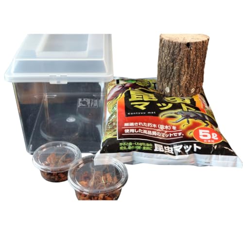 [ムシムシランド]オオクワガタペア 飼育 セット 65mm〜69mm