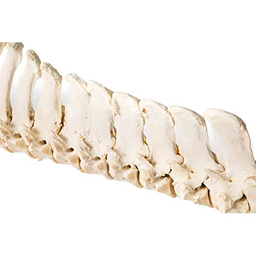 Image of 3B Scientific GmbH T30056 Horse Spine, flexibly Mounted