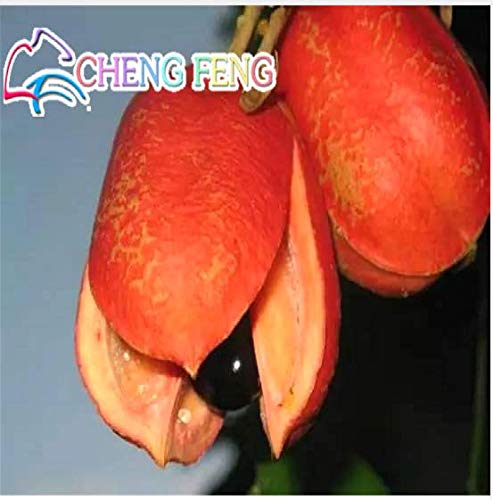 PLAT FIRM Germination Seeds: Buy 3 GET 2 Free Rare Seeds of Ackee Fruits 1 pcs True Garden Bonsai Fruit