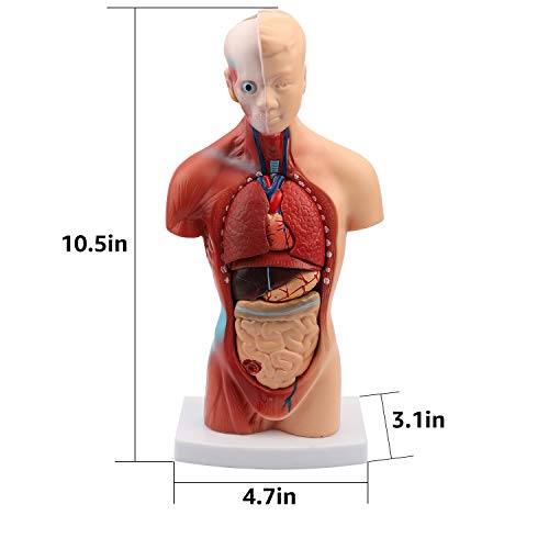 Human Body Model Torso Anatomy Doll 15 Removable Parts Skeleton Visceral Brain with Detailed Manual 10.5inch Height - Thumbnail 3