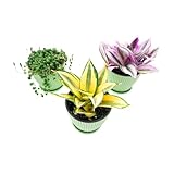 Live Plants (3 Pack), Indoor Houseplants with Green Plastic Pots, Easy to Grow, Snake Plants+Haworthia coarctata+Tradescantia Nanouk