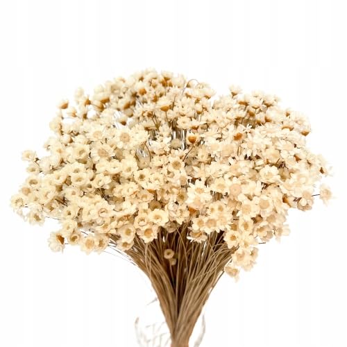Glixia natural preservada de alta calidad para arreglos florales