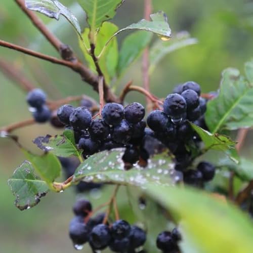 Semillas de plantas de bayas de aronia, balcón de semillas de frutas Semillas de Aronia, Aronia melanocarpa, semillas de frutas semillas raras fruta fresca Plantas resistentes para 60pcs