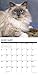Ragdoll Cats 2020 Wall Calendar