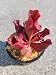 Carnivorous Purple Pitcher Plant (Sarracenia Purpurea Venosa) 3.75 inch pot