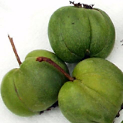 Hardy Chang Bai Kiwi Plant - Actinidia - Female - Large Fruit - 2.5" Pot