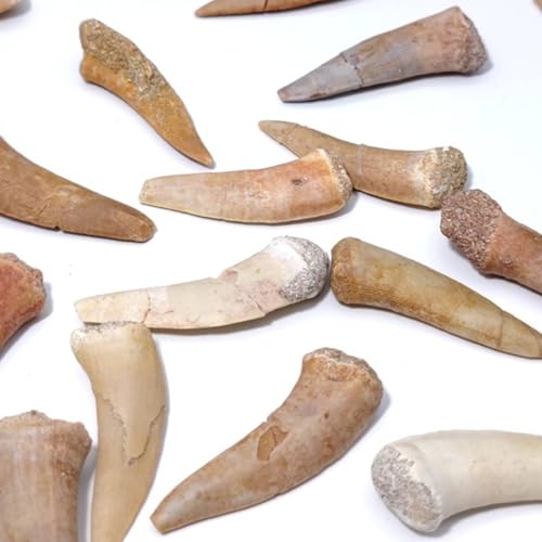 Image of Moroccan Marine Spear Toothed Fish Teeth, Shark Teeth Fossils, paleontological Fossils, Geological Science Popularization Teaching specimens(with Box)