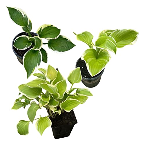 Live Perennial Hosta - Assorted Varieties (3 Plants Per Pack) Beautiful Accent Plant, 10' Tall by 4' Wide in 1 Qt Pot