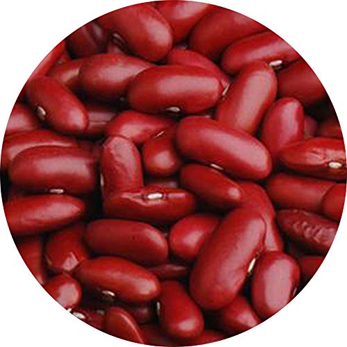 Glorious Inheriting Retailed British Red Bean General Size with Net Bag of 17.64oz