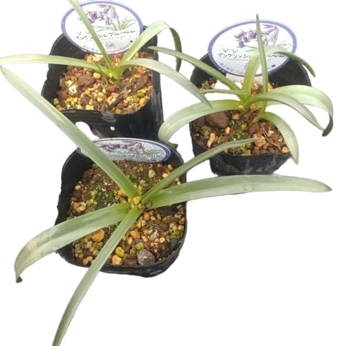 �� �C���O���b�V���u���[�x�� 9cm�����O�|�b�g ���K�i���x���t��