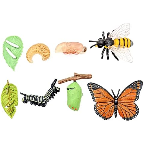 JZK Life Cycle Figures of Bees and Butterflies Cover