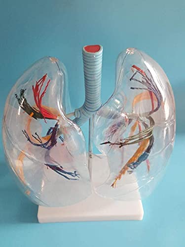 Modèle anatomique du segment pulmonaire pour démonstration médicale