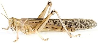 Locusts Large Pack of 9 Live product image