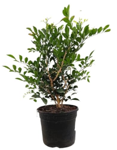 Planta natural Murraya Paniculata, 50 cm. Jazmín naranja, mirra. Arbusto perenne con hojas brillantes y flores blancas fragantes. Segura Garden.