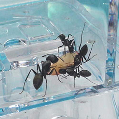 Hinleise formiche casa castello insetti terrario