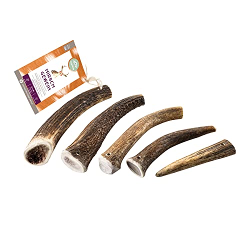 naftie Hirschgeweih Geweihstück ganz - Geweih Horn - XXL für sehr große Hunde - Abwurfstange vom Rothirsch - geruchsarm & langlebig